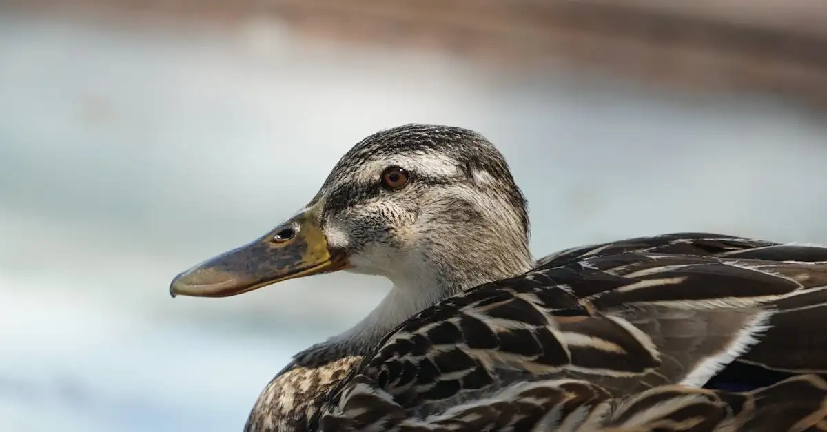 Unieke Dagobert Duck schilderijen kopen en bekijken